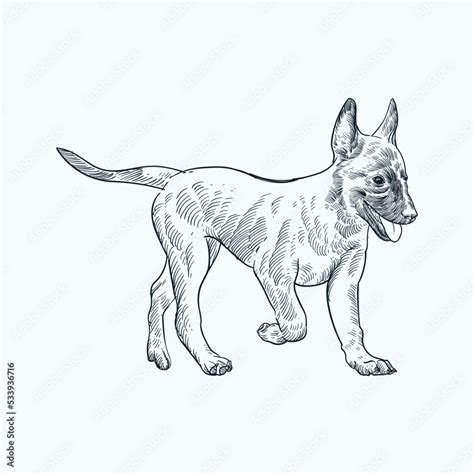 Vintage hand drawn sketch belgian malinois puppy Stock Vector | Adobe Stock