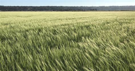 Farmer2Farmer: Organic Barley in Western Washington | Snohomish County ...