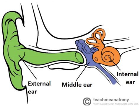 The External Ear - Structure - Function - Innervation - TeachMeAnatomy