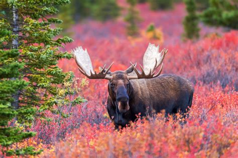 Moose in Fall Color in Denali Natl Park Fine Art Photo Print | Photos ...