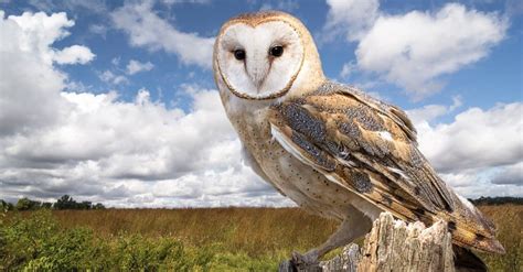 Barn Owl Bird Facts | Tyto alba | AZ Animals