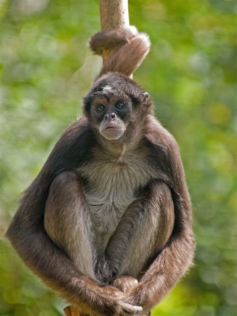 brown spider monkey facts : Biological Science Picture Directory ...