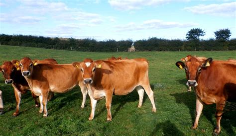 Jersey Cattle: A Global Dairy Powerhouse | Jersey Milk Cow