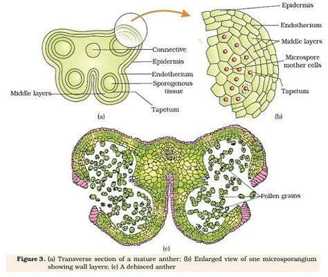 Explain structure of microsporanguim - Brainly.in