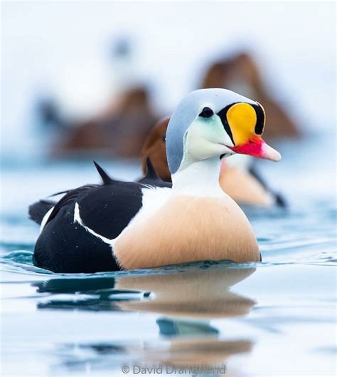 King Eider male duck | Male duck, Male, Eider