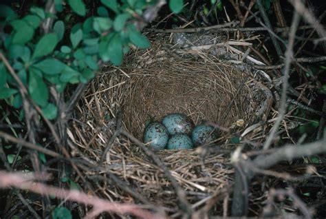 Northern Mockingbird Nest Photograph by Millard H. Sharp - Fine Art America