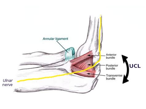 [Figure, Medial elbow anatomy Image courtesy S Bhimji MD] - StatPearls ...