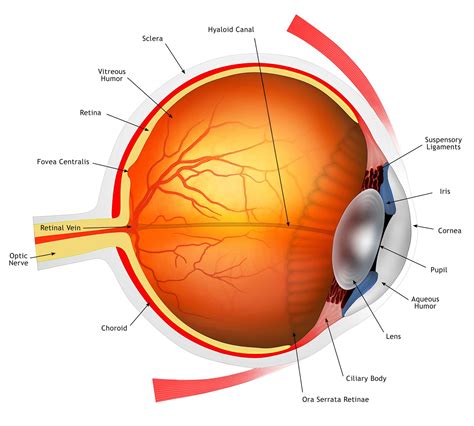 Human Eye Diagram Eyeball Diagram Diagram Of The Eye | Images and ...