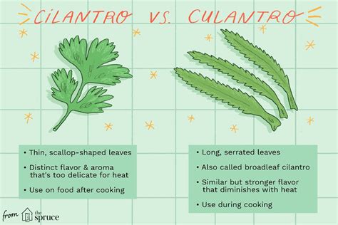 Pin by Amanda on healthy me | Cilantro, Herbs, Delicious vegetables