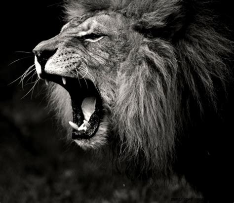 Lion Roar Wallpaper Black And White | Amazing Wallpapers