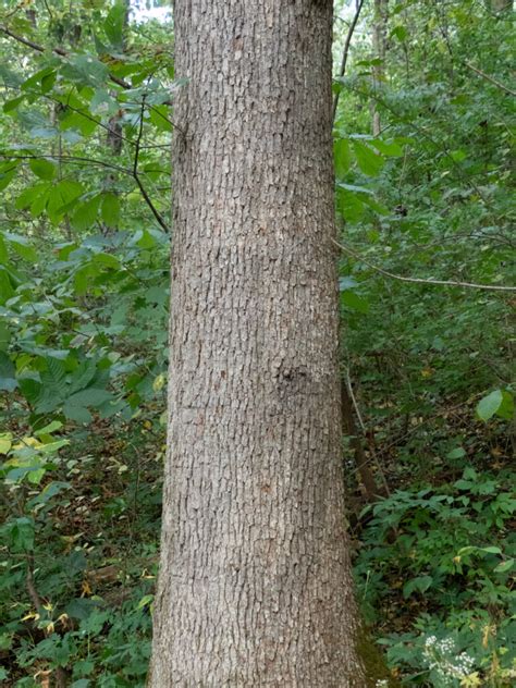 chinquapin oak – Woody Plants of Ohio