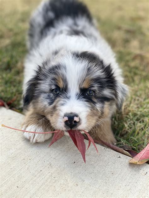 Australian Shepherd Puppies For Sale | Porterville, CA #316043