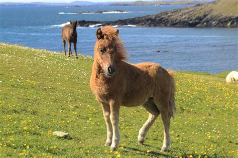 The Norse influence on Shetland culture | Shetland.org