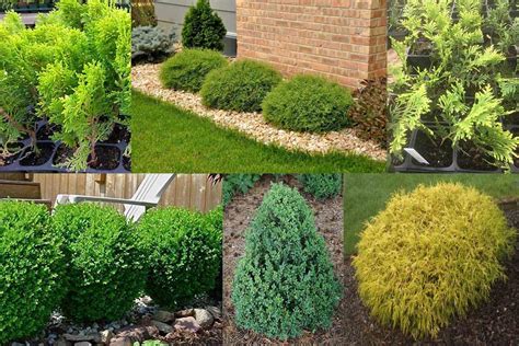 Evergreen Shrubs For Landscaping