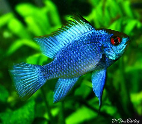 Premium Electric Blue Ram Cichlid