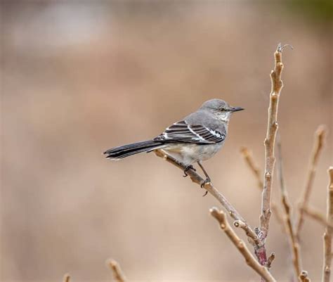 9 Mockingbird Spiritual Meanings: Amazing Symbolism!