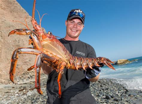 California Spiny Lobster Season Opens Oct. 3 - The Rogue Outdoorsman