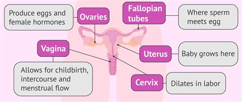 Organs Of Male Reproductive System And Their Functions - Male ...