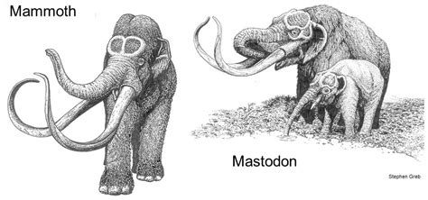 Fossil of the month: Mastodon teeth and jaw fragment