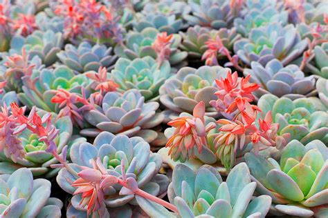 What Are Succulent Plants And Where Are They From