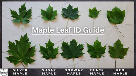 Maple Tree Identification – A Complete Guide – GrowIt BuildIT