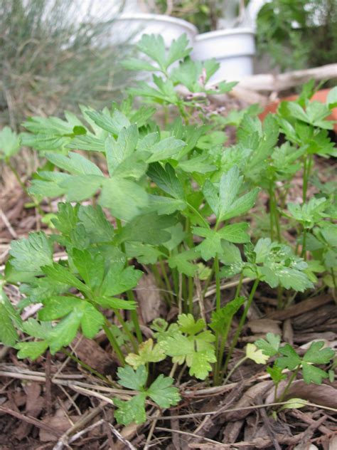 Parsley- easy to grow staple herb, great to freshen up any dish and ...