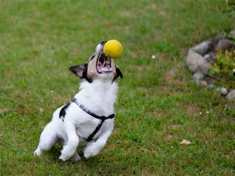 Do Dogs Actually Like Playing Fetch