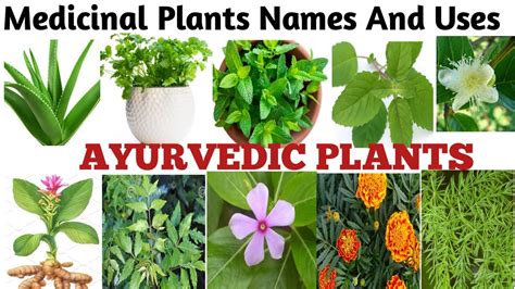 Medicinal Plants And their Uses/ 20 Ayurvedic Plants Name/ Medicinal ...