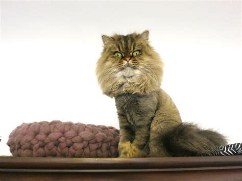 Persian Cat Grooming Styles