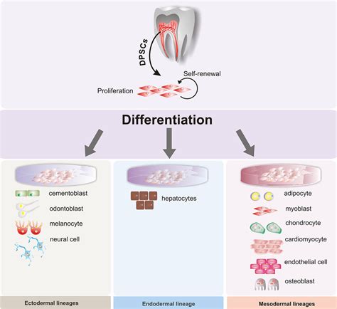 | Multilineage potential of human dental pulp stem cells. Dental pulp ...