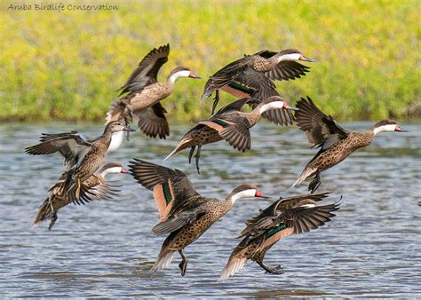 Birds of Aruba – Aruba Today