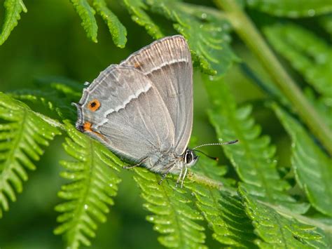 Purple Hairstreak | Butterfly Conservation