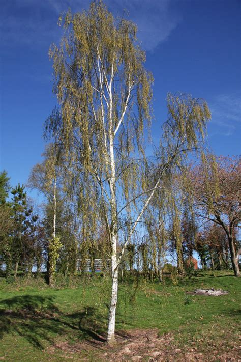 Buy Tristis Weeping Silver Birch Tree (Betula pendula `Tristis`) online ...