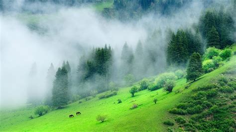 Green Forest Wallpaper 4k Ultra Hd Wallpaper Forest | Images and Photos ...