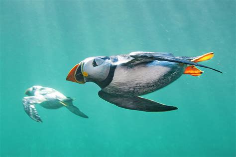 Puffins Swimming Underwater, Farne Islands, Uk Photograph by Alex ...