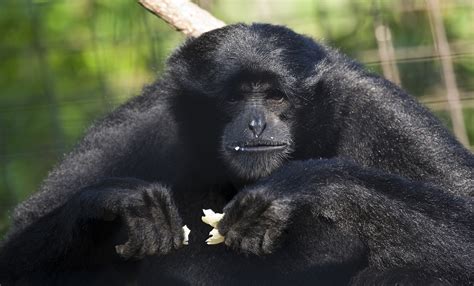 Siamang | Smithsonian's National Zoo and Conservation Biology Institute