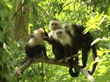 Capuchin Monkey Overview, Lifespan in Captivity & Habitat | Study.com