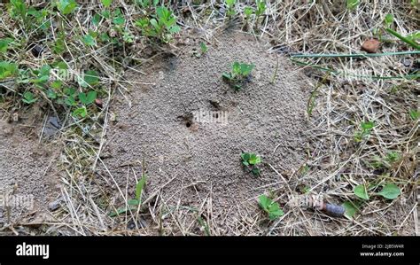 ant mound or hill in dirt with grass or lawn in yard Stock Photo - Alamy