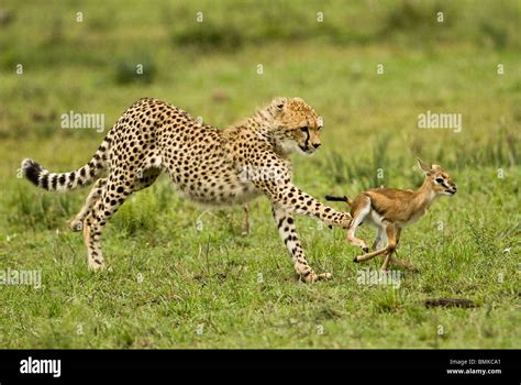 Cheetah Cubs Hunting