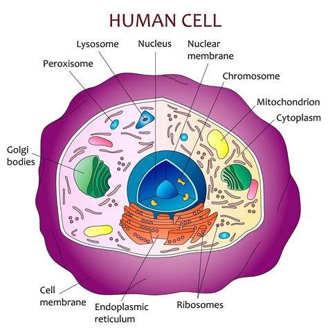 Human cell diagram | Etsy