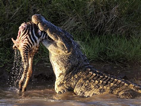 Nile Crocodile Facts and Pictures | Reptile Fact