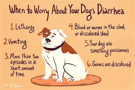 How to Tell if Your Dog Has Diarrhea? | Personal Finance Blog - Tips ...