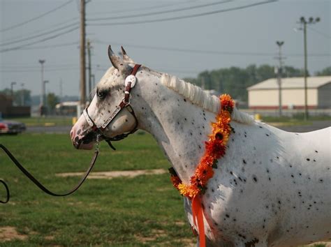 few spot leopard appaloosa | Appaloosa, Appaloosa horses, Beautiful horses