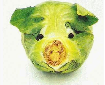 cabbage - Funny Foods - CKA