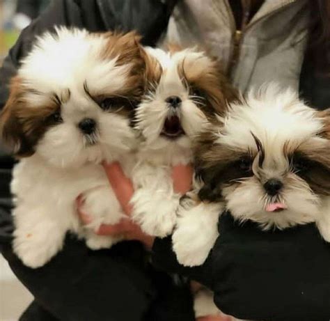 Healthy Shih Tzu Puppies for Rehoming