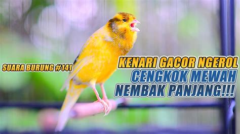 SUARA BURUNG |141| Kenari GACOR PANJANG INI Cocok untuk Masteran KENARI ...