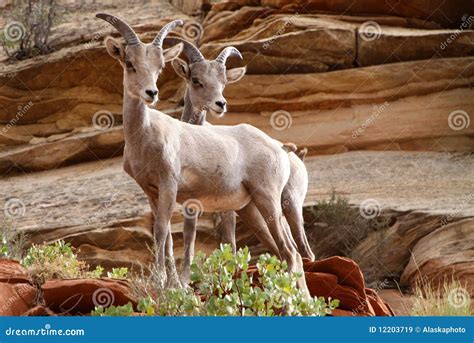 Wildlife In Zion Royalty Free Stock Images - Image: 12203719