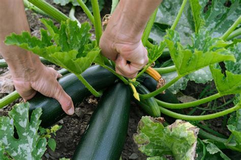 How to Grow Zucchini from Seed - PlantNative.org