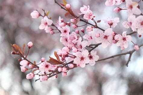 Cherry Blossom Season in BC's Capital City | Fairmont Empress | Victoria BC