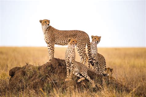 Amazing Photos of Cheetahs in the Wild | Reader's Digest